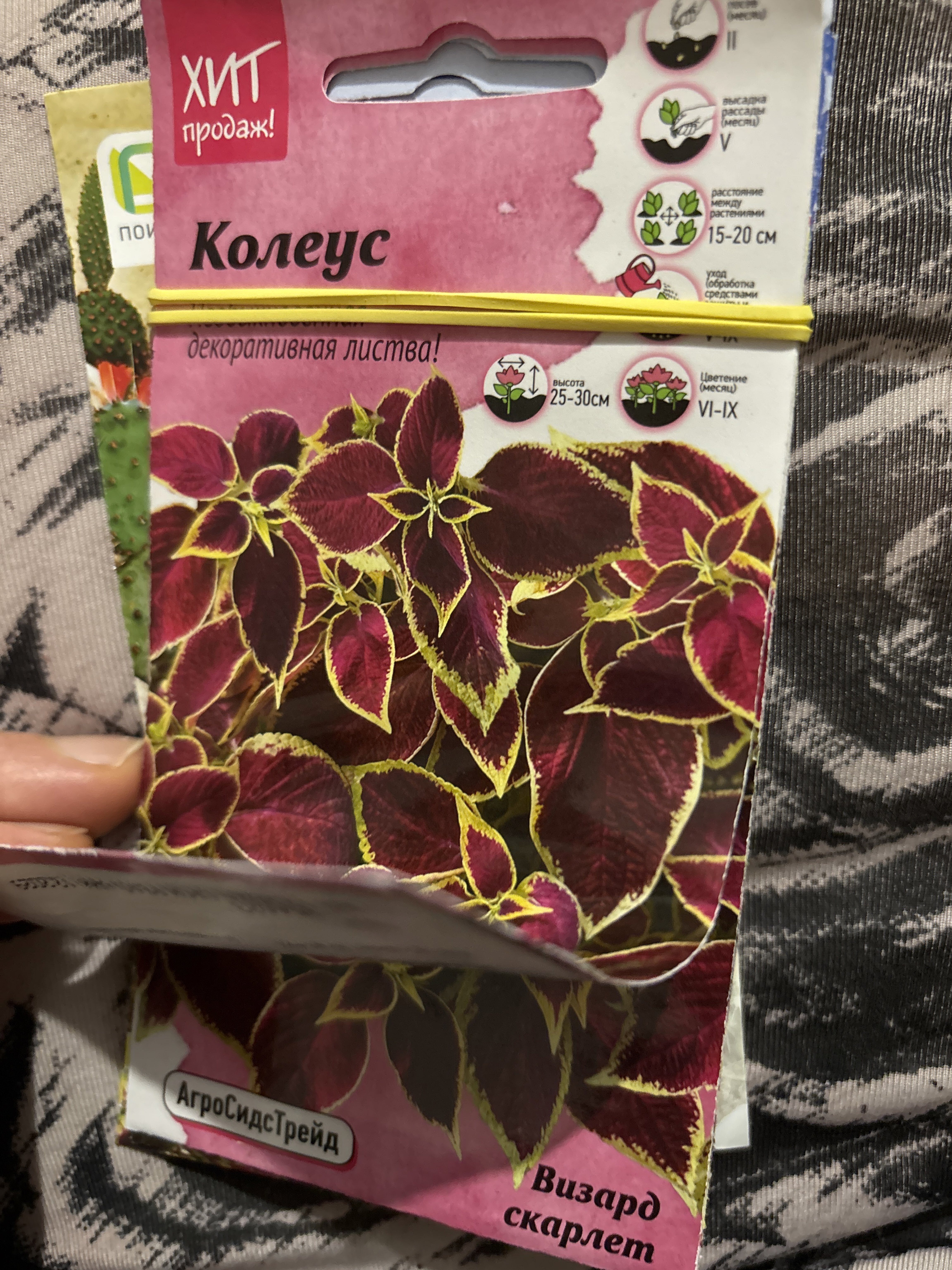 Фотография покупателя товара Семена цветов Колеус блюме "Гиант Экзебишен Магма", 10 шт - Фото 1