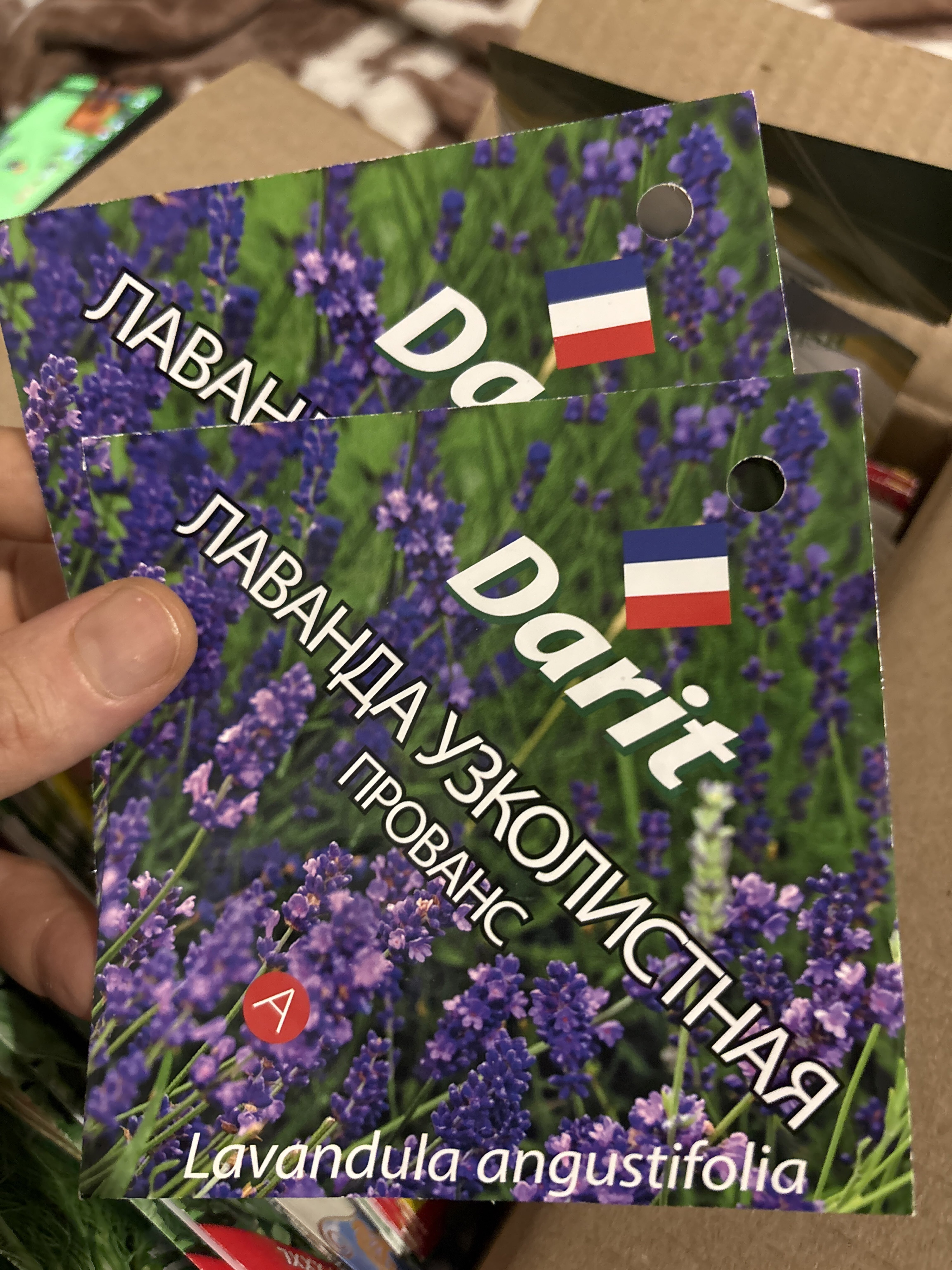 Фотография покупателя товара Семена цветов Лаванда узколистная "Прованс", Мн, DARIT  0,1 г - Фото 1