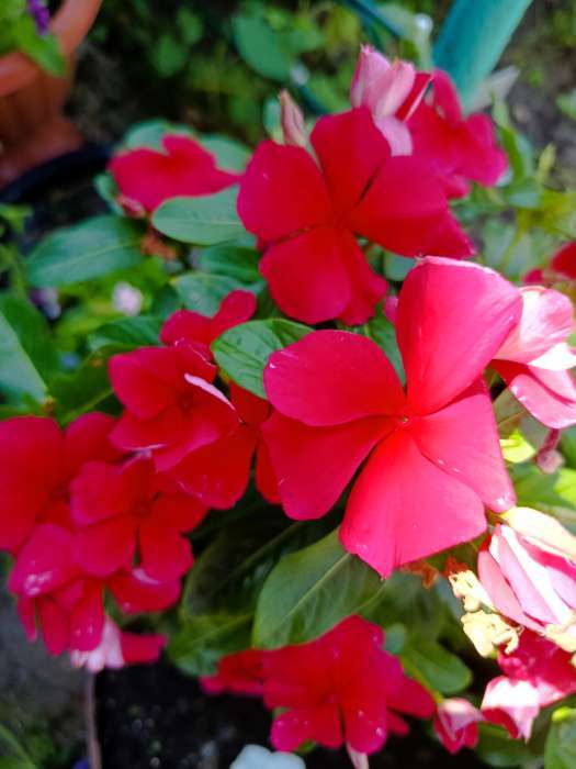 Фотография покупателя товара Семена цветов Катарантус "Казанова", 10шт - Фото 1