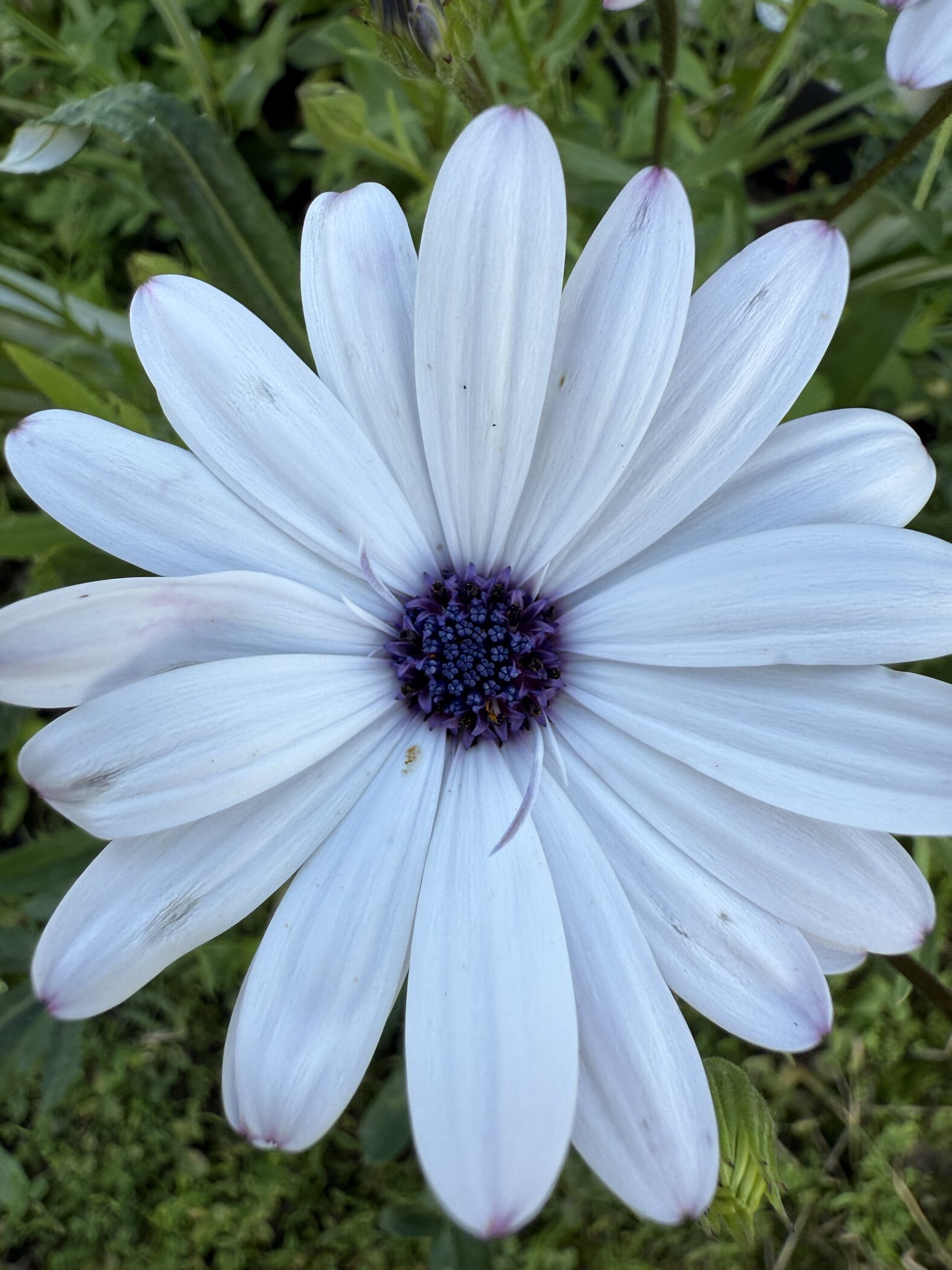 Фотография покупателя товара Семена цветов остеоспермум «Небо и Лёд». 0.1 г - Фото 2