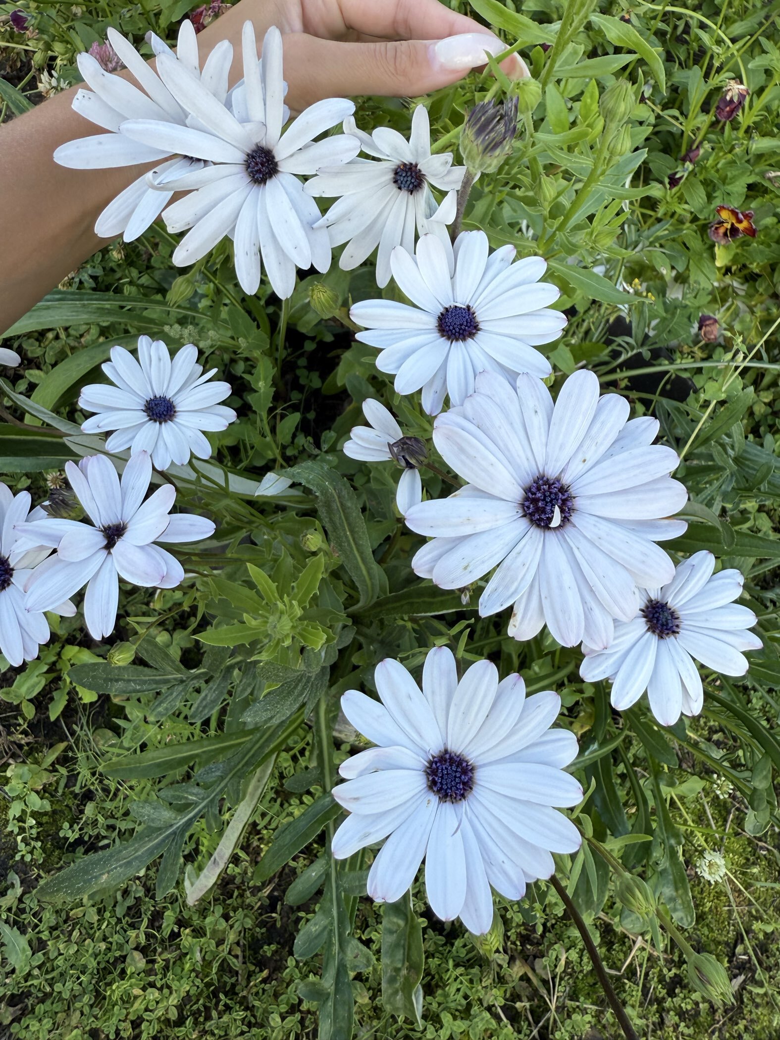 Фотография покупателя товара Семена цветов остеоспермум «Небо и Лёд». 0.1 г - Фото 1