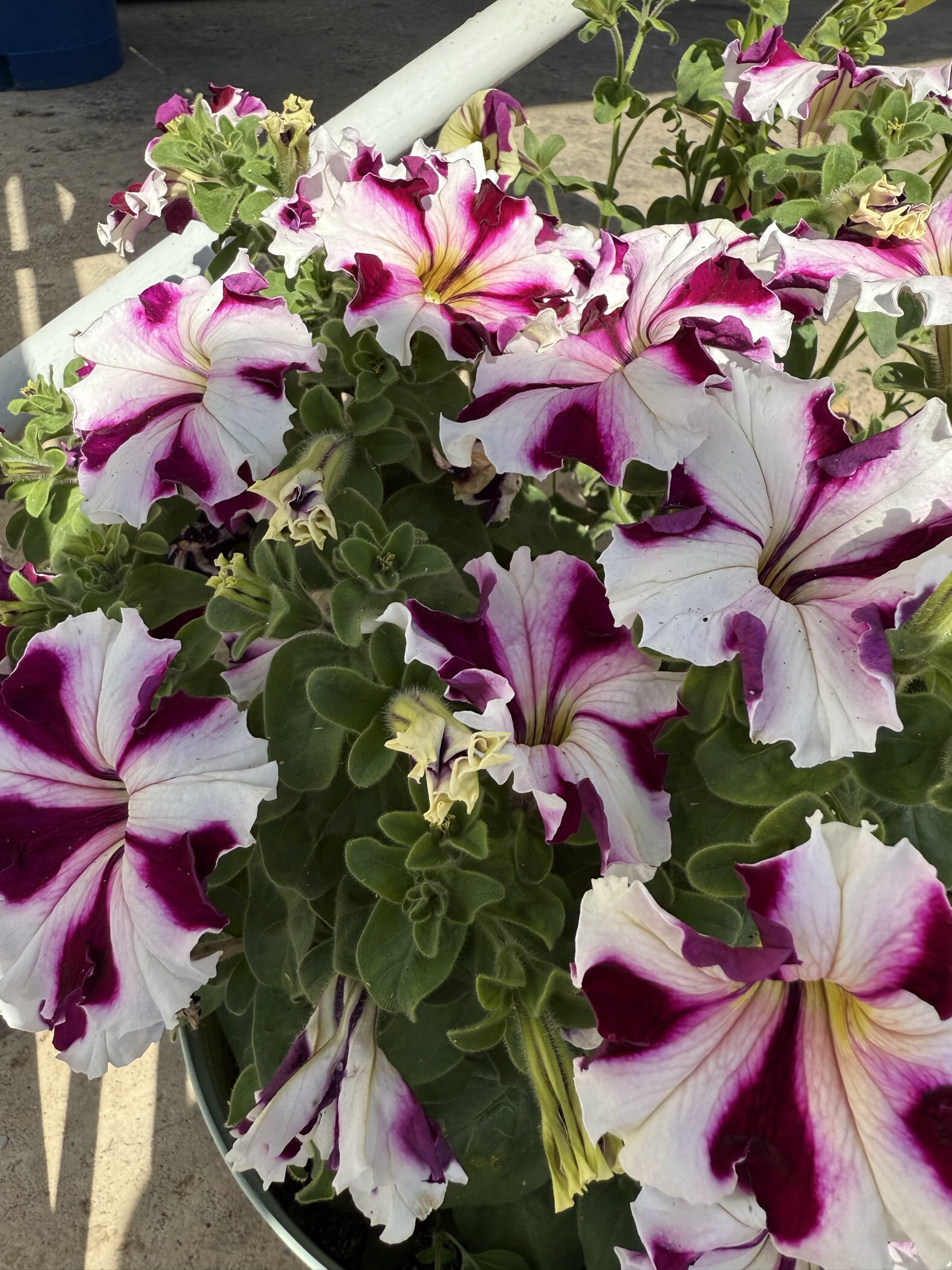 Фотография покупателя товара Семена цветов Петуния грандифлора "Кан кан бургунди" 10 шт - Фото 1