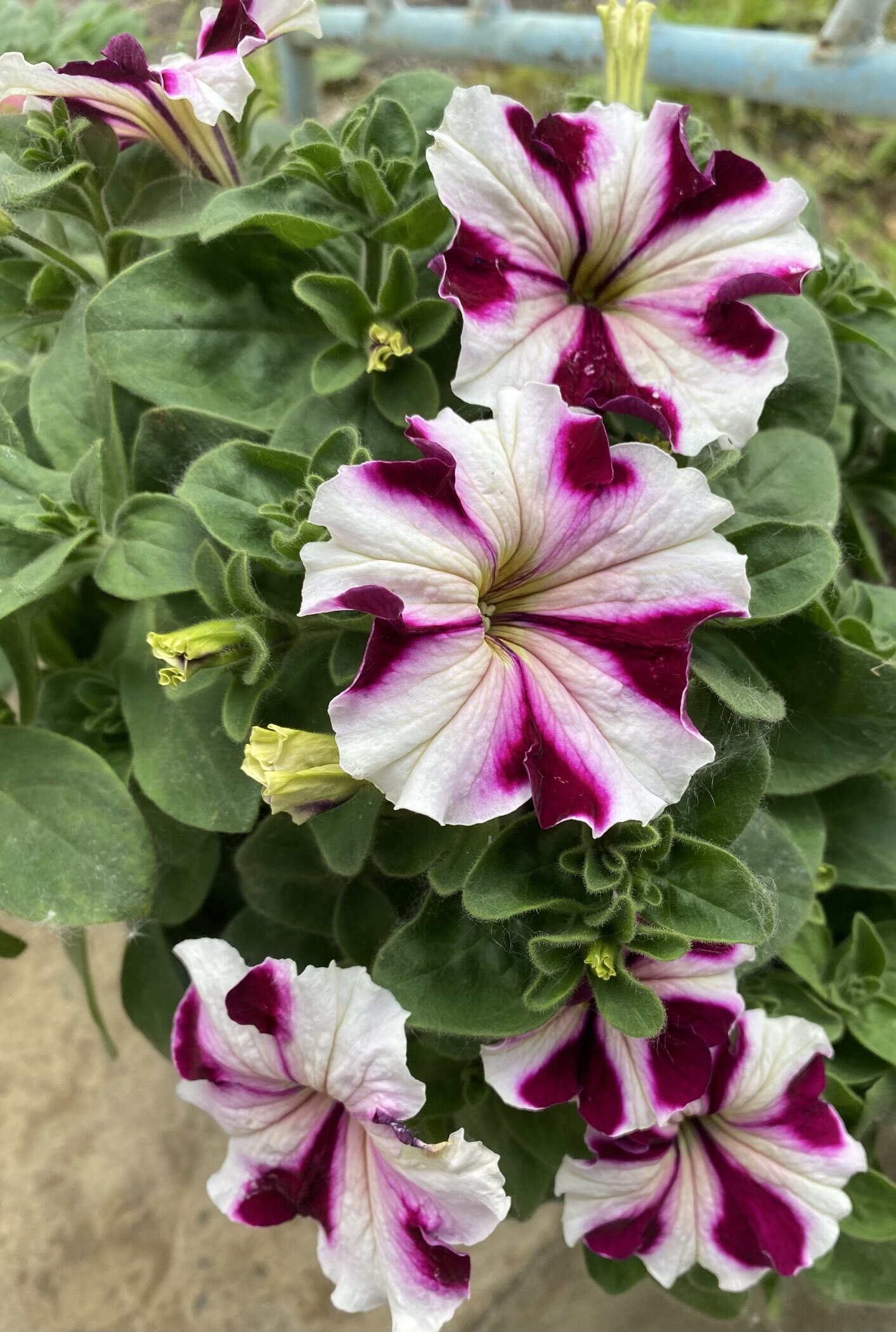 Фотография покупателя товара Семена цветов Петуния грандифлора "Кан кан бургунди" 10 шт - Фото 2