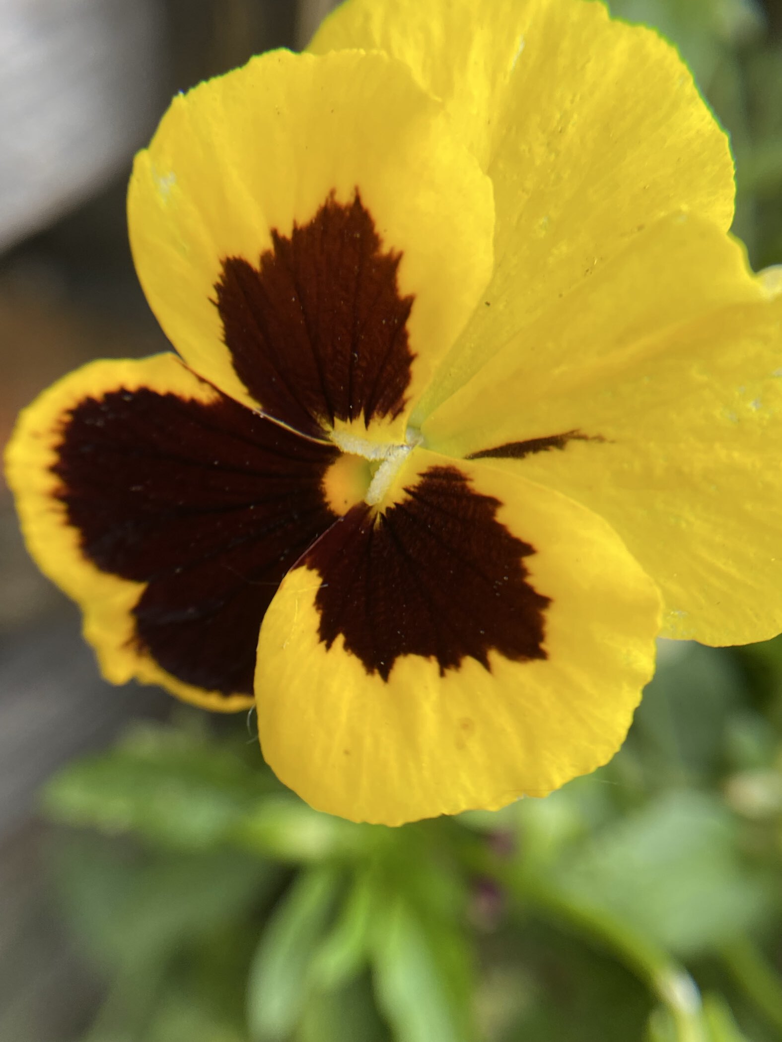 Фотография покупателя товара Семена цветов Виола "Русская красавица", 0,1 г - Фото 4