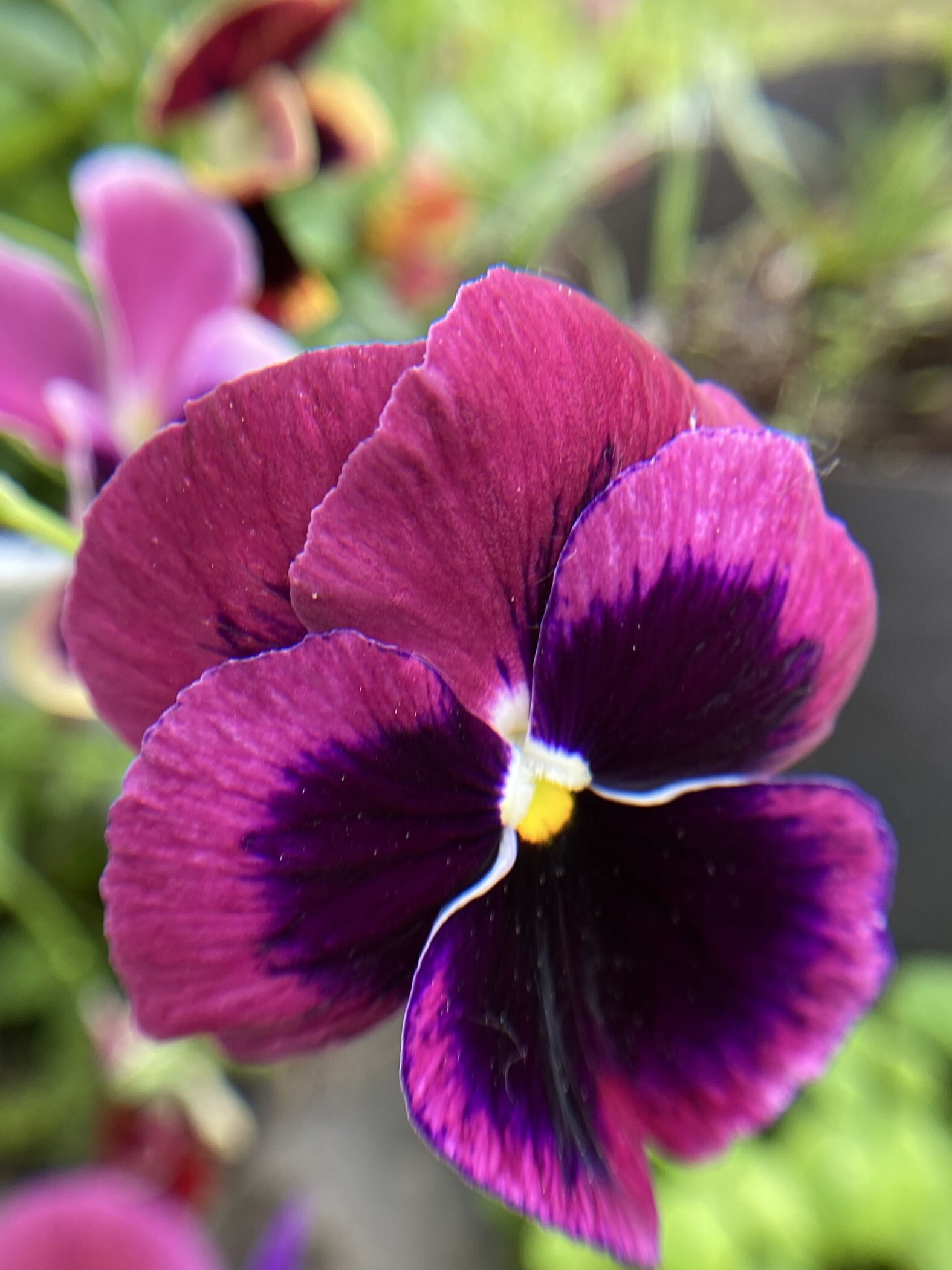 Фотография покупателя товара Семена цветов Виола "Русская красавица", 0,1 г - Фото 1