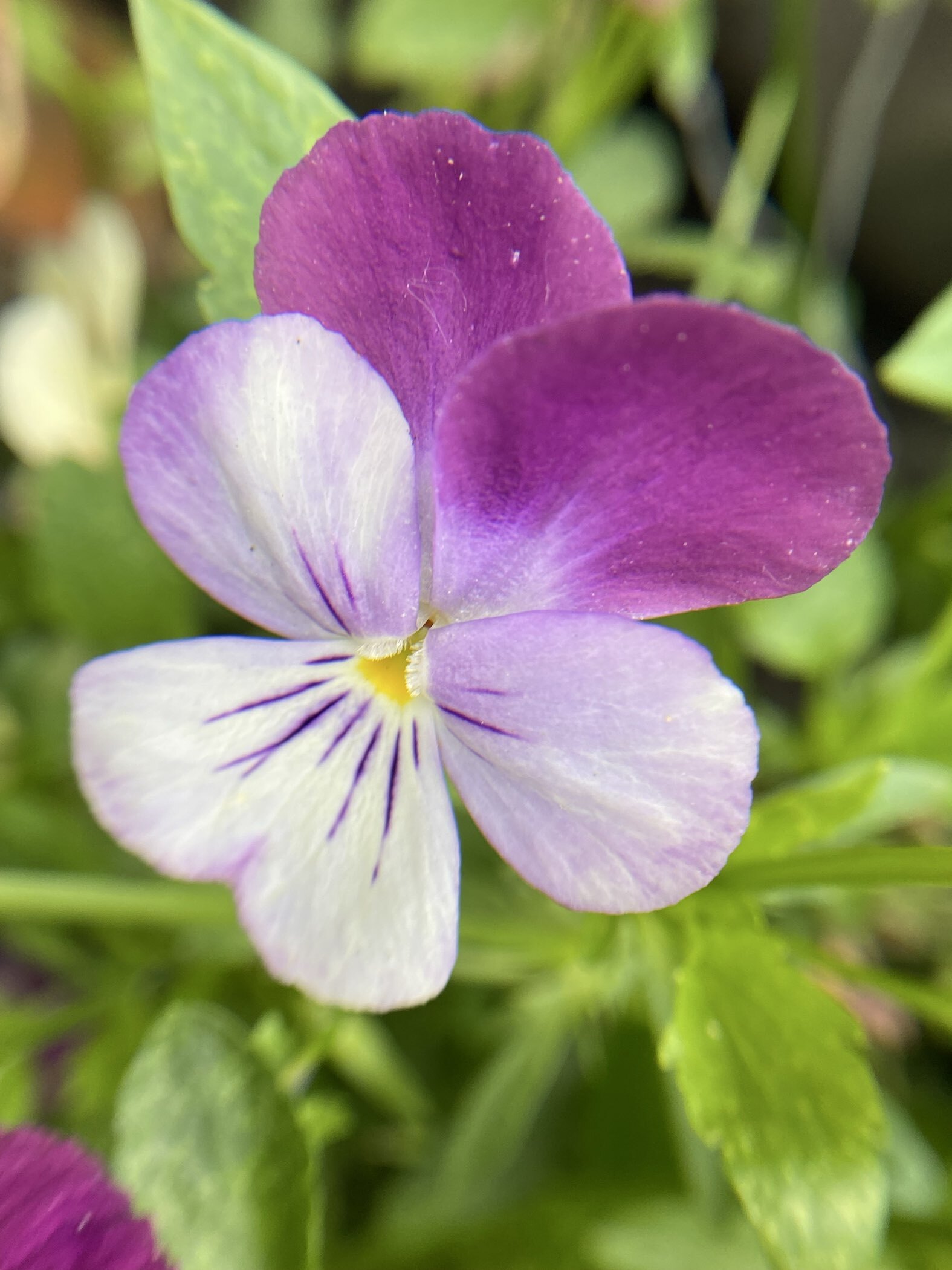 Фотография покупателя товара Семена цветов Виола "Русская красавица", 0,1 г - Фото 2