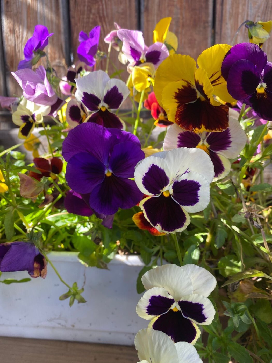 Фотография покупателя товара Семена цветов Виола "Русская красавица", 0,1 г - Фото 3