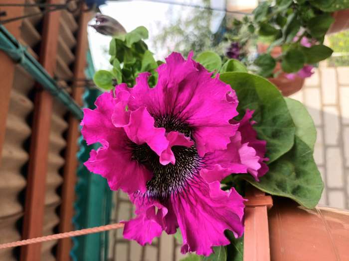 Фотография покупателя товара Семена цветов Петуния «Штрихи к портрету», О, 10 шт. - Фото 3