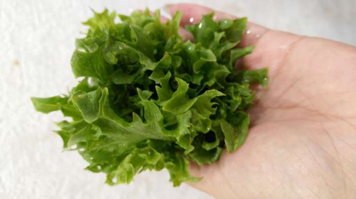 Фотография покупателя товара Семена Салат "Фриллис", Seminis, F1, Сем. Алт, ц/п, 0,01 г - Фото 2