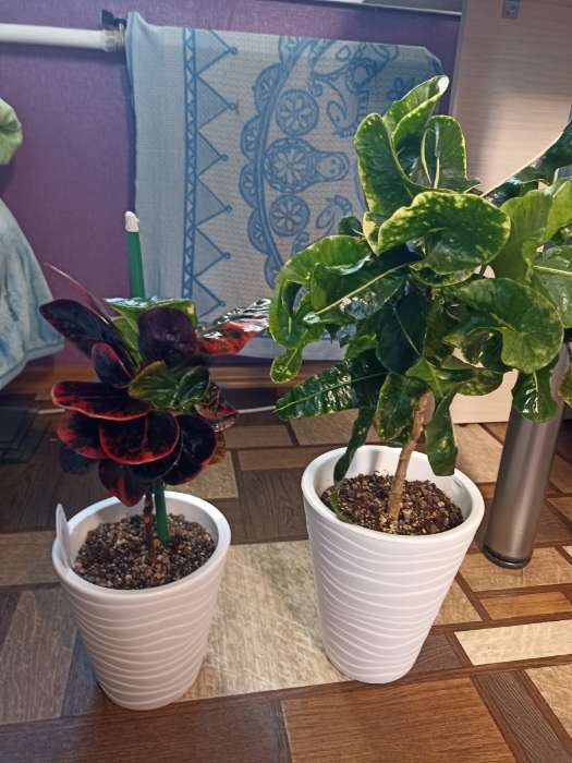 Фотография покупателя товара Кашпо для цветов со вставкой Plast-Avenue «Валенсия», 2.8 л, пластик, белое - Фото 5