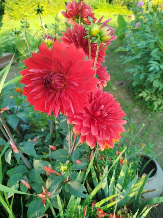 Фотография покупателя товара Георгина Декоративная «Крейзи Лав», клубелуковица в упаковке, р-р I, 1 шт. - Фото 43