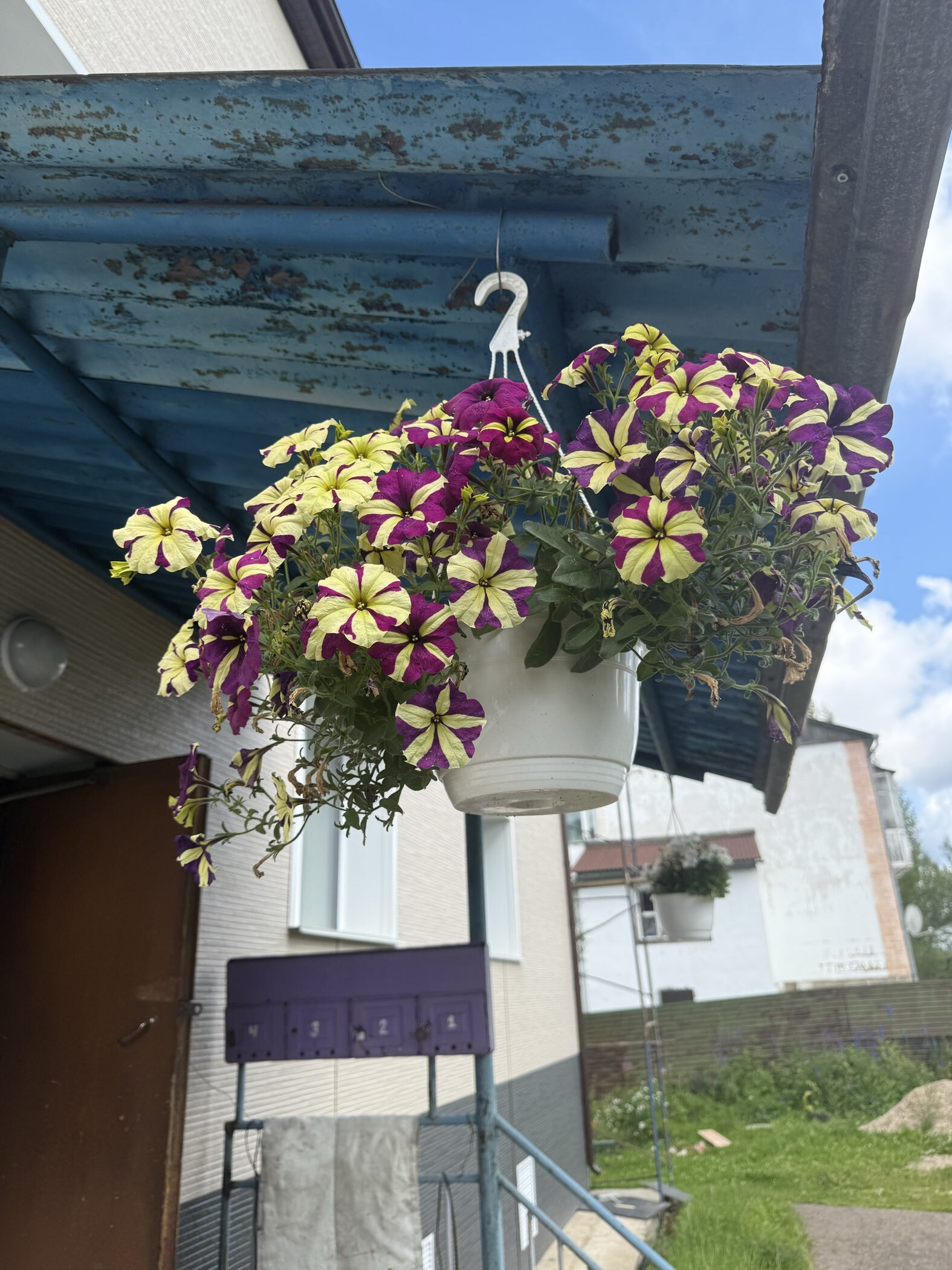 Фотография покупателя товара Семена цветов Петуния ампельная «Лавина Пурпурно-желтая Звезда», F1, 10 шт., «ПОИСК» - Фото 2