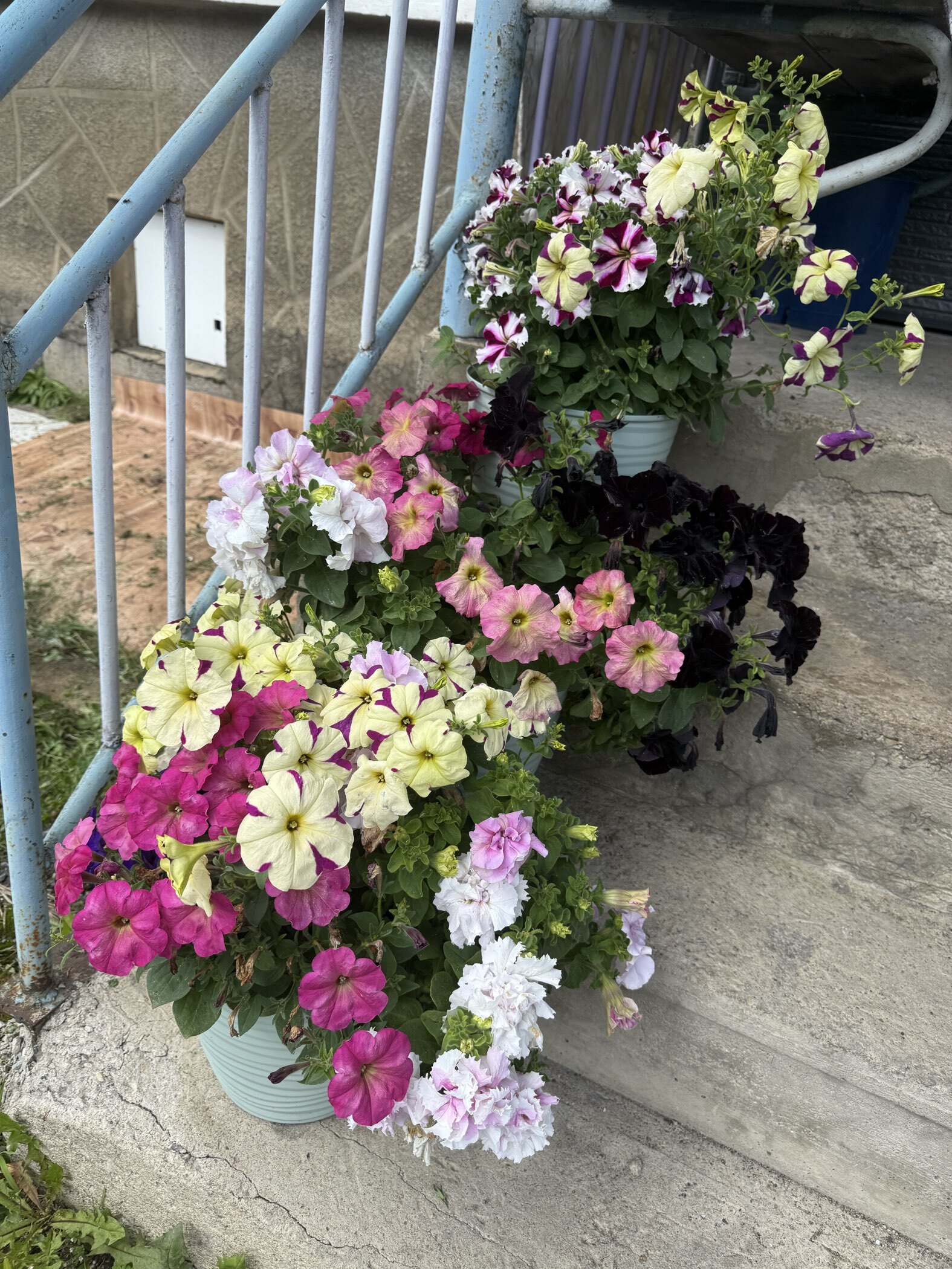 Фотография покупателя товара Семена цветов Петуния ампельная «Лавина Пурпурно-желтая Звезда», F1, 10 шт., «ПОИСК» - Фото 3