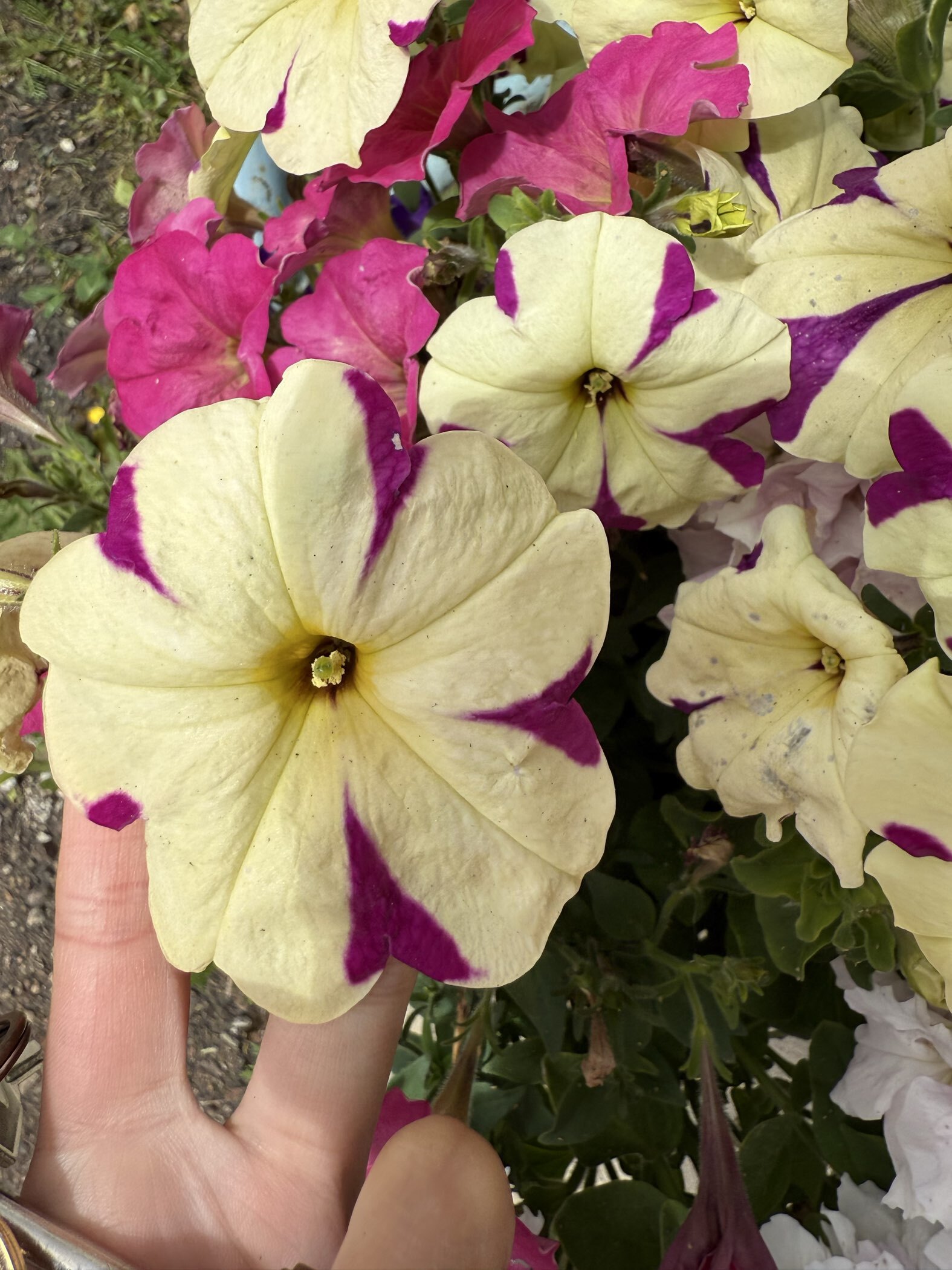 Фотография покупателя товара Семена цветов Петуния ампельная «Лавина Пурпурно-желтая Звезда», F1, 10 шт., «ПОИСК» - Фото 1