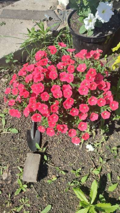 Фотография покупателя товара Семена цветов Петуния гибридная "Пендолино Скарлет" (Семена Профи), 5шт - Фото 1