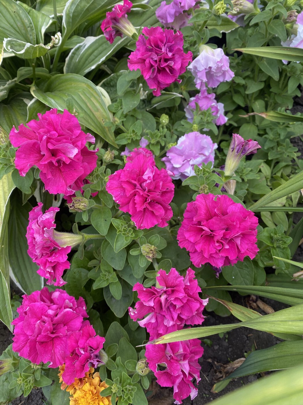 Фотография покупателя товара Семена Петуния Махровый сюрприз F1, смесь сортов, 5 шт. - Фото 6