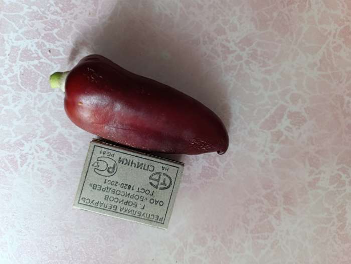 Фотография покупателя товара Семена перец «Гигант темно-вишневый», 20 шт. - Фото 1