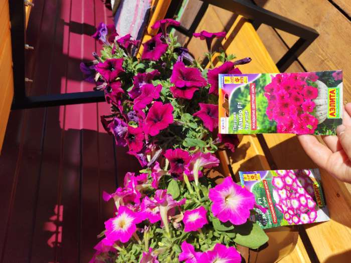 Фотография покупателя товара Семена Петуния Мамбо F1 бургунди многоцветковая, 7 шт - Фото 1