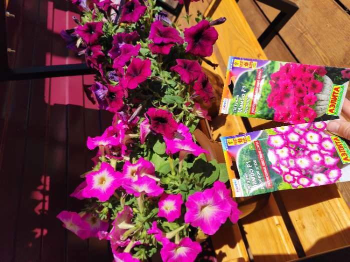 Фотография покупателя товара Семена Петуния Мамбо F1 бургунди многоцветковая, 7 шт - Фото 4