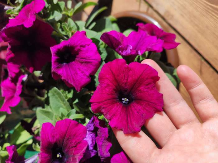 Фотография покупателя товара Семена Петуния Мамбо F1 бургунди многоцветковая, 7 шт - Фото 3