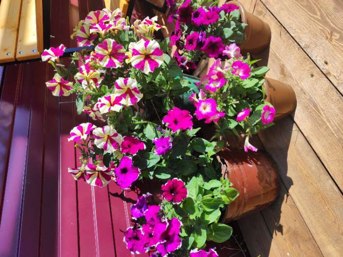 Фотография покупателя товара Семена Петуния Мамбо F1 бургунди многоцветковая, 7 шт - Фото 2