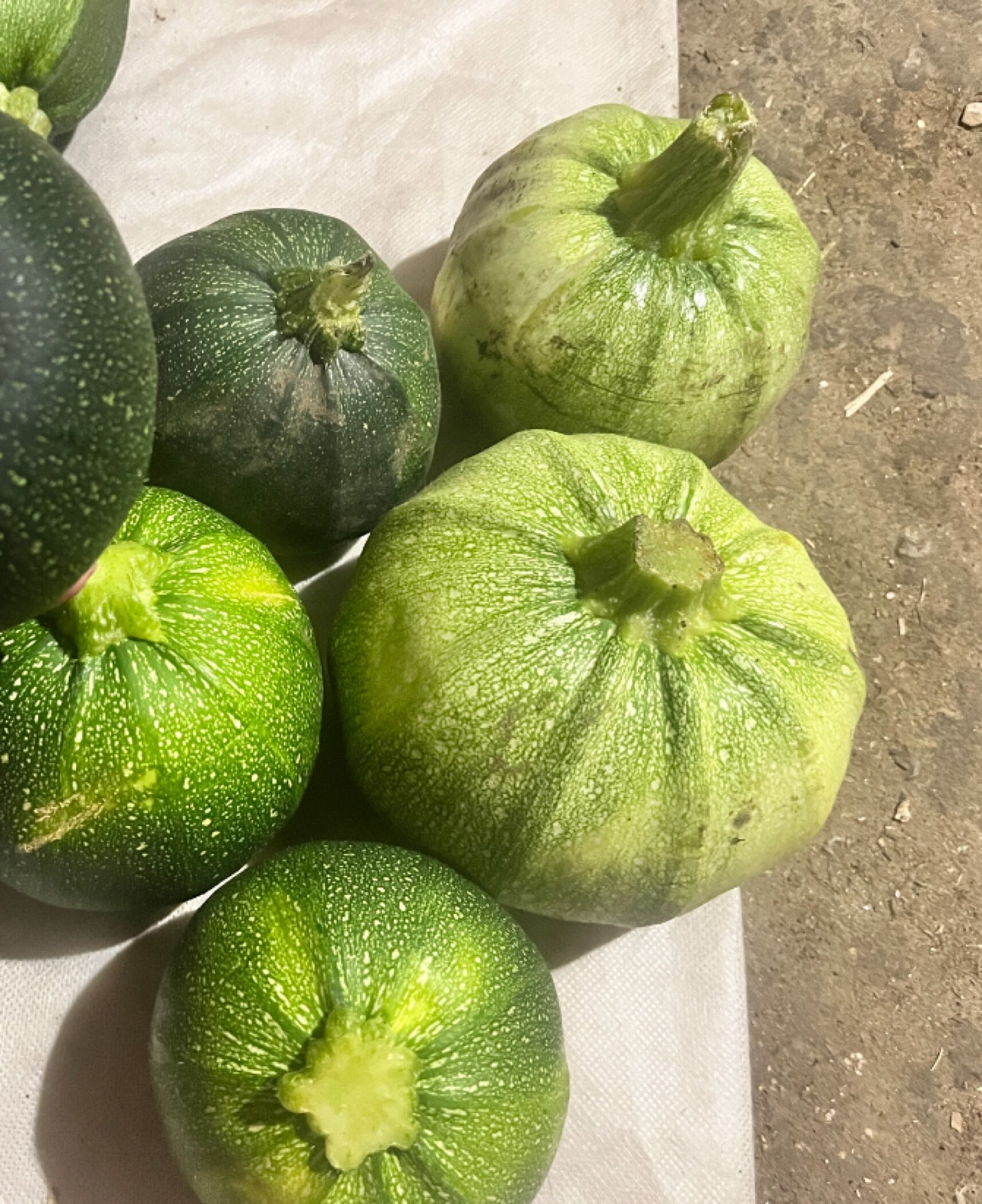 Фотография покупателя товара Семена Кабачок "С Кулачок", цп, 1 г - Фото 1