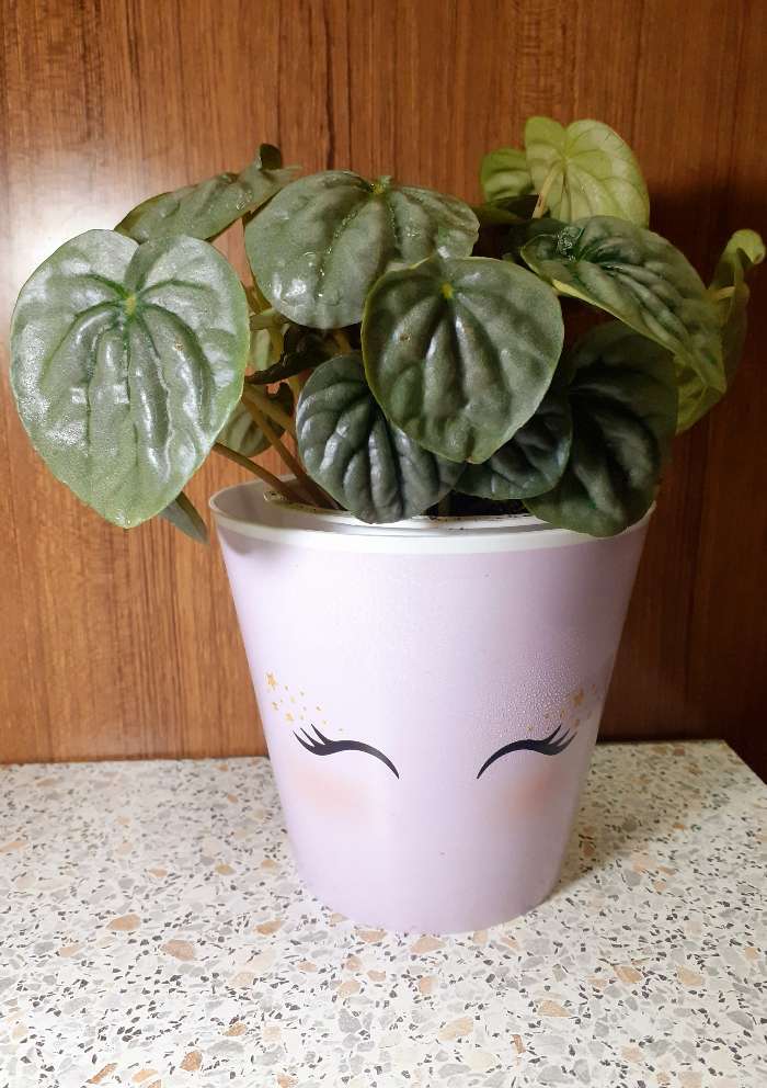 Фотография покупателя товара Набор кашпо для цветов 3 в 1 «Милые глазки», 0.8 л, 11×12 см - Фото 1