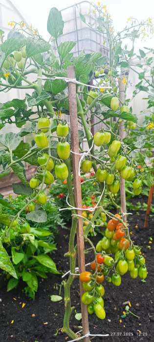 Фотография покупателя товара Семена Томат "Финик Красный", F1,  15 шт - Фото 3