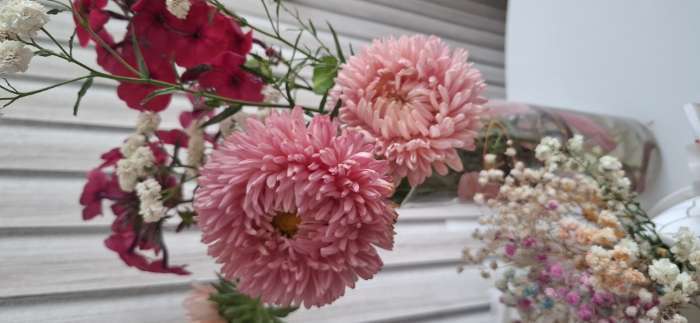 Фотография покупателя товара Семена цветов Астра однолетняя (розовидная) "Леди Корал", ц/п,  лососево-розовая, 0,05 г - Фото 2