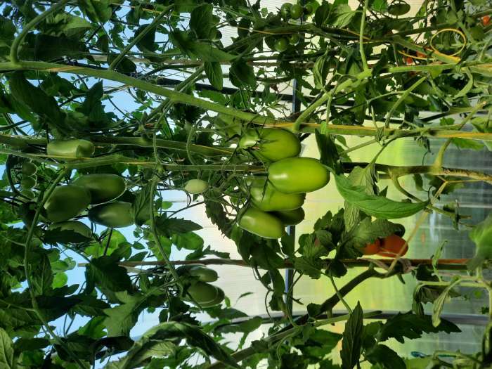 Фотография покупателя товара Семена Томат «Никитка», 0.05 г, «Семена Алтая» - Фото 1