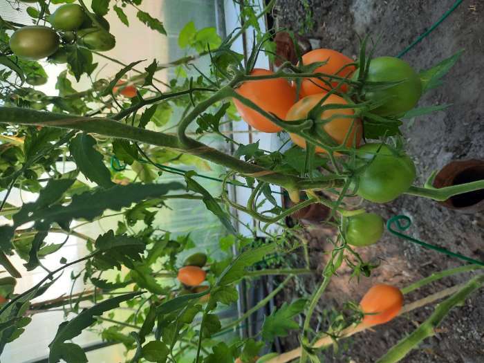 Фотография покупателя товара Семена Томат «Никитка», 0.05 г, «Семена Алтая» - Фото 2