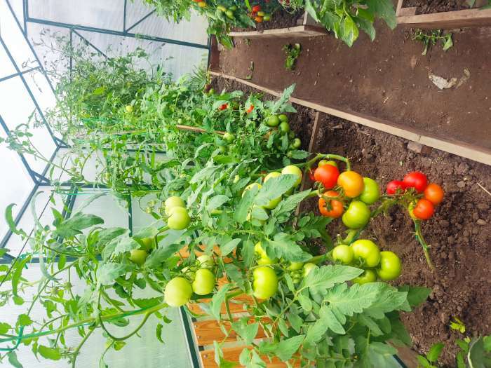 Фотография покупателя товара Удобрение "Кормилица Микориза" Дой-Пак, 0,8 кг - Фото 1