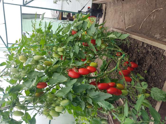 Фотография покупателя товара Удобрение "Кормилица Микориза" Дой-Пак, 0,8 кг - Фото 2