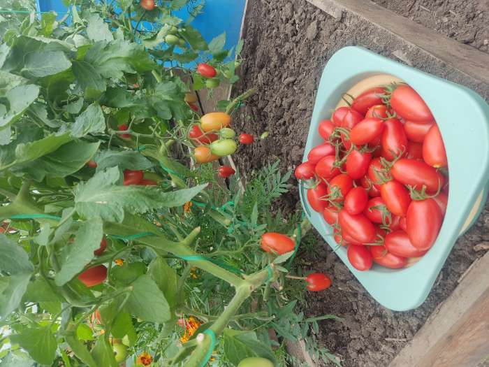 Фотография покупателя товара Удобрение "Кормилица Микориза" Дой-Пак, 0,8 кг - Фото 3