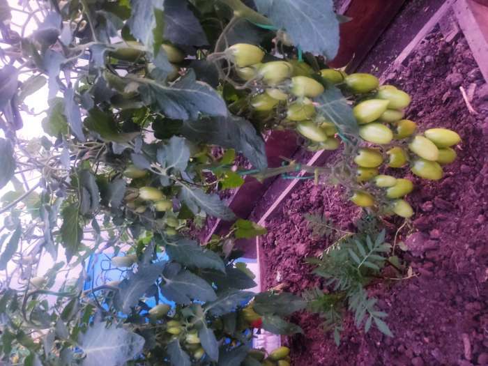 Фотография покупателя товара Удобрение "Кормилица Микориза" Дой-Пак, 0,8 кг - Фото 4