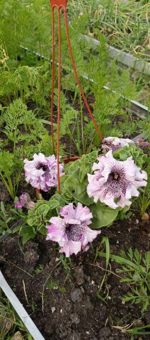 Фотография покупателя товара Семена цветов Петуния "Титан Белый", ц/п,   бахромчатая, серия Русский богатырь,  7 шт - Фото 1