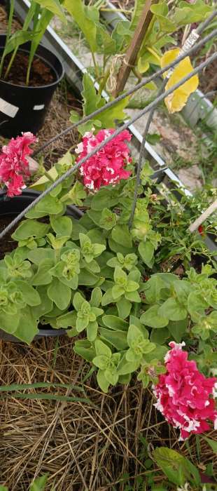 Фотография покупателя товара Семена цветов Петуния "Пируэт пурпурная махровая", 10 шт - Фото 1