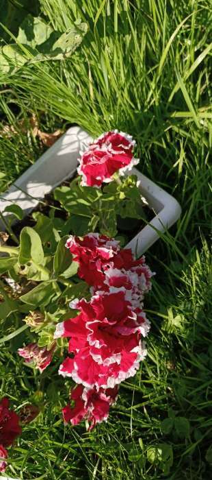 Фотография покупателя товара Семена цветов Петуния "Пируэт пурпурная махровая", 10 шт - Фото 2