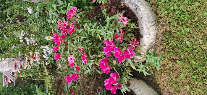 Фотография покупателя товара Семена Цветов Годеция "Летний шарм", смесь сортов, 0,05 г - Фото 1