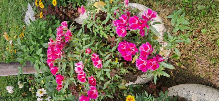 Фотография покупателя товара Семена Цветов Годеция "Летний шарм", смесь сортов, 0,05 г - Фото 2