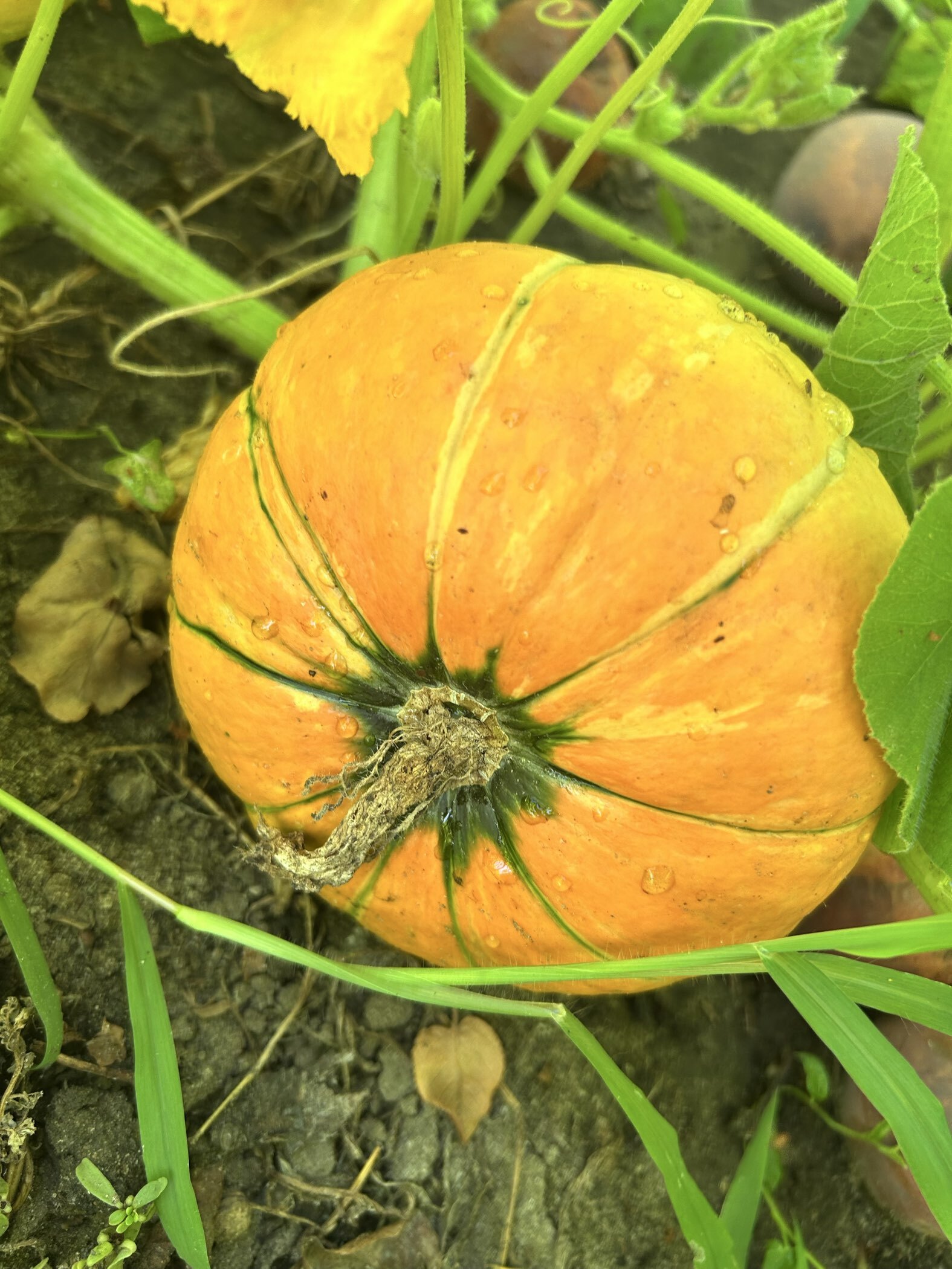 Фотография покупателя товара Семена Тыква "Конфетка",  1 г - Фото 1