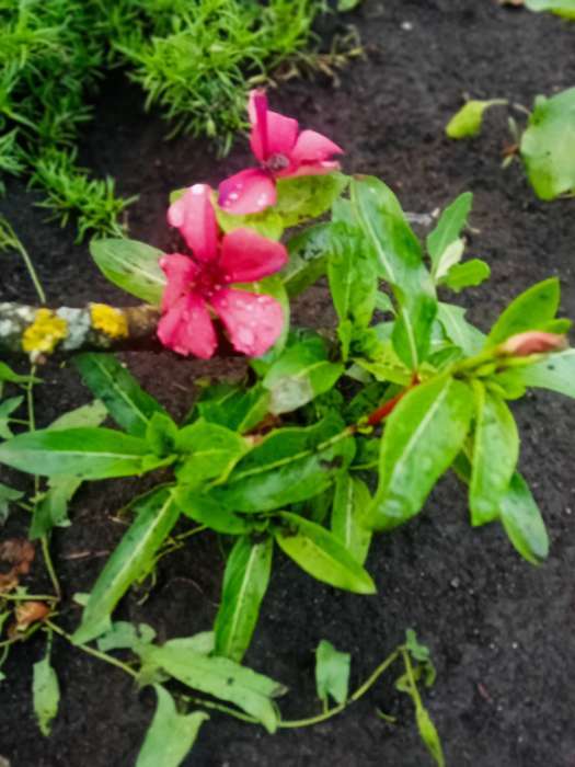 Фотография покупателя товара Семена цветов Катарантус "Тату Палайя", 7 шт - Фото 1