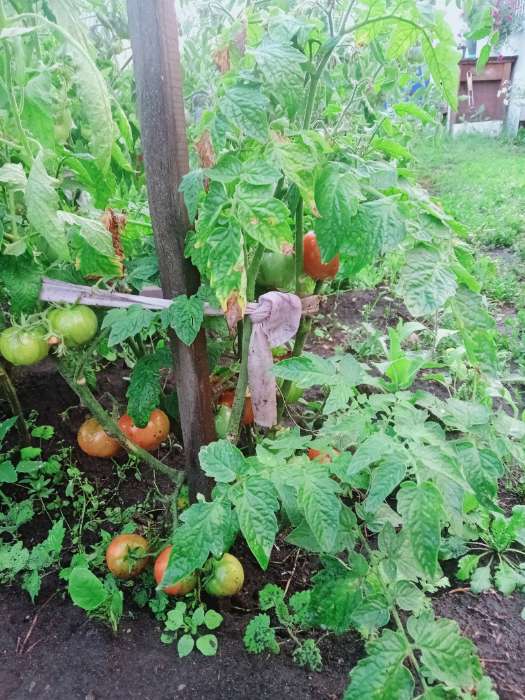 Фотография покупателя товара Семена Томат "Бони ММ", суперранний,детерминантный,низкорослый 0,05 г - Фото 1