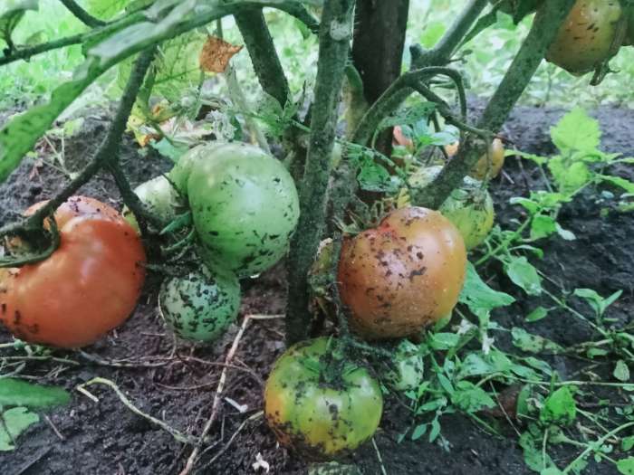 Фотография покупателя товара Семена Томат "Бони ММ", суперранний,детерминантный,низкорослый 0,05 г - Фото 2