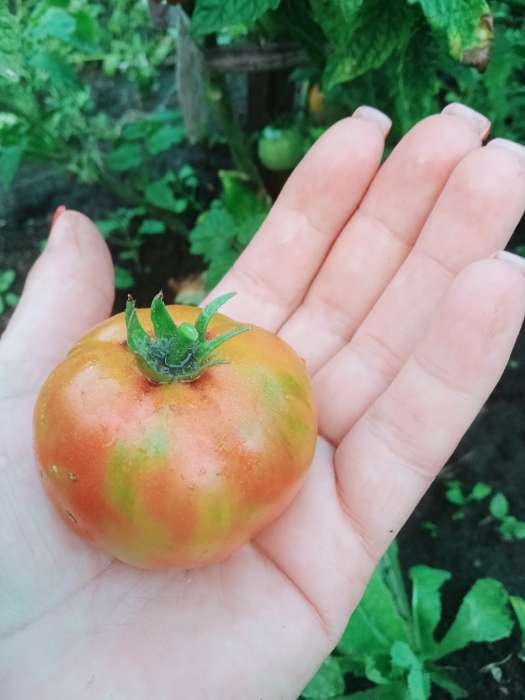 Фотография покупателя товара Семена Томат "Бони ММ", суперранний,детерминантный,низкорослый 0,05 г - Фото 3