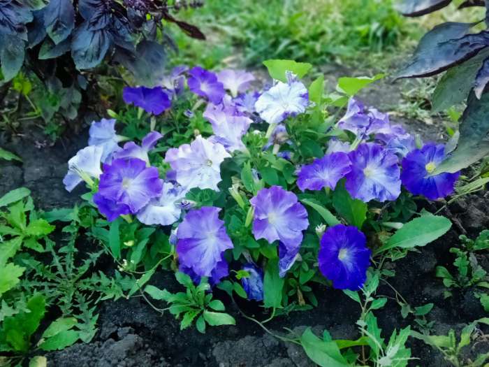 Фотография покупателя товара Семена Цветов Петуния "Мамбо", F1, небесно-голубая, пробирка, 7 шт - Фото 5