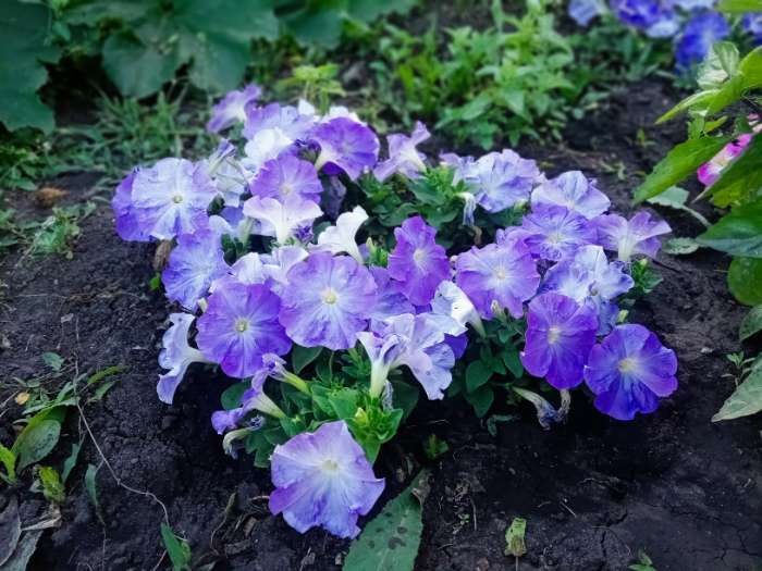 Фотография покупателя товара Семена Цветов Петуния "Мамбо", F1, небесно-голубая, пробирка, 7 шт - Фото 6