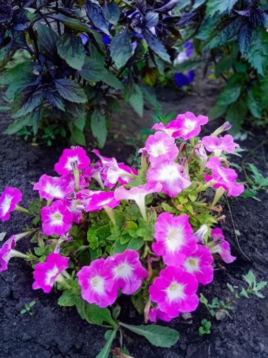 Фотография покупателя товара Семена Цветов Петуния "Мамбо", F1, розовое утро, многоцветковая, пробирка, 7 шт - Фото 1