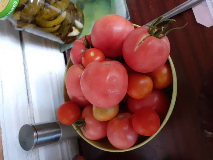 Фотография покупателя товара Семена Томат "Розовый слон" "Лидер", индетерминантный,высокорослый, 0,2 г , - Фото 1