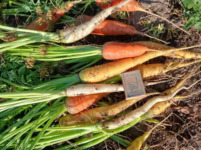 Фотография покупателя товара Семена Морковь "Улыбка радуги", Смесь - Фото 1